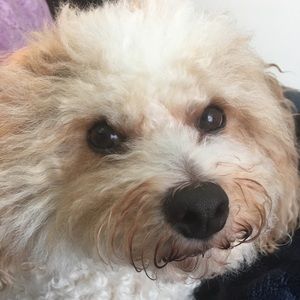 Meet your Posher, Allison